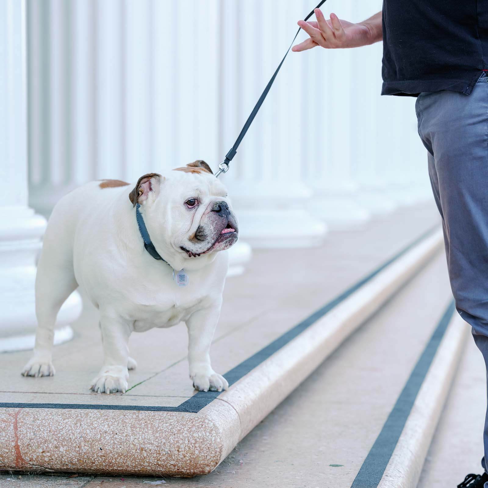 pet-trainer-3