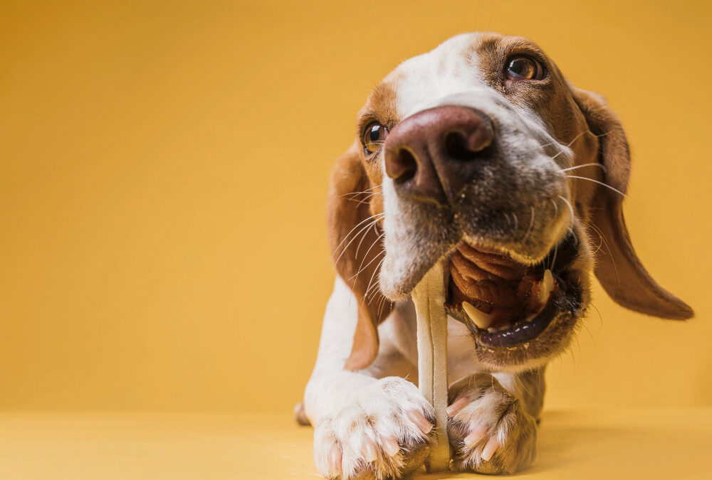 Carnaza para perros: Beneficios, proceso y cómo elegir la mejor