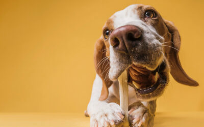Carnaza para perros: Beneficios, proceso y cómo elegir la mejor